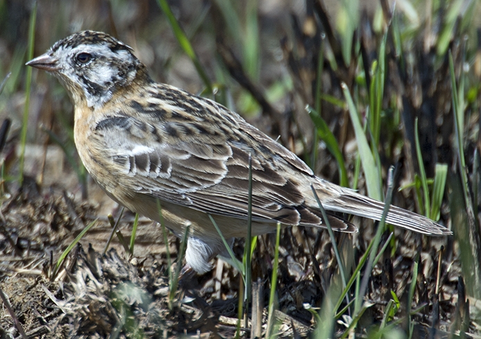 WABSmithsLongspur-RC.jpg