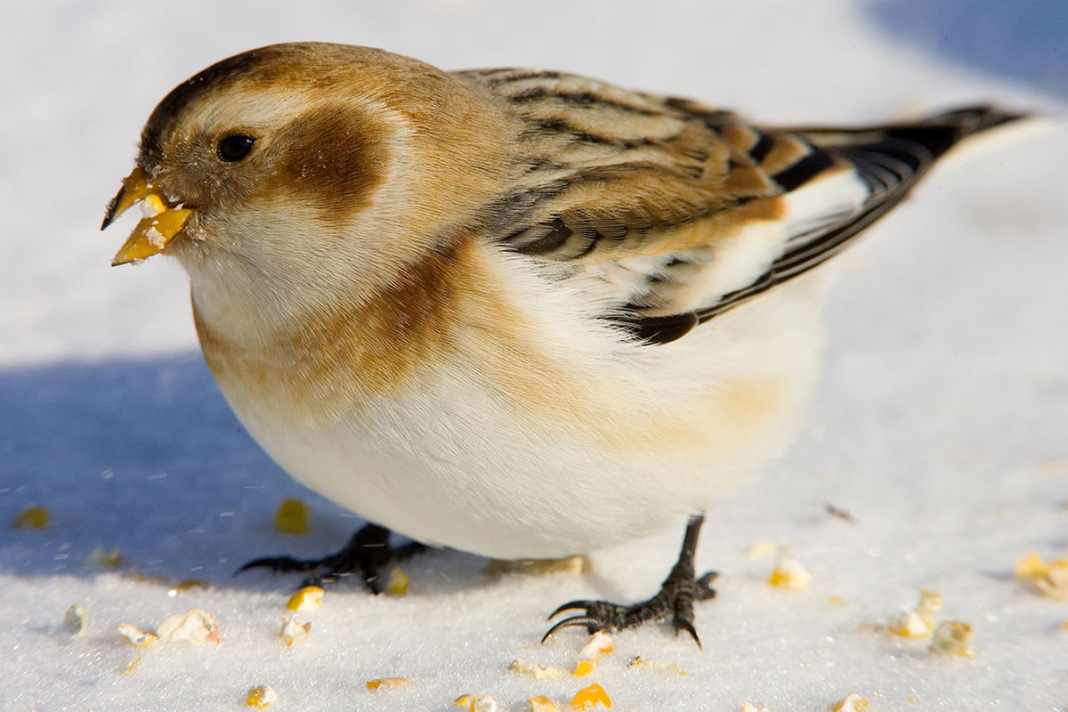 snow bunting snow bunting