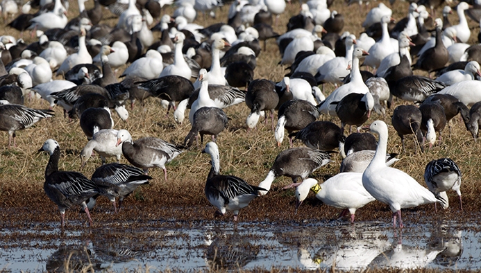 snow goose (Anser caerulescens) [blue and white phase]