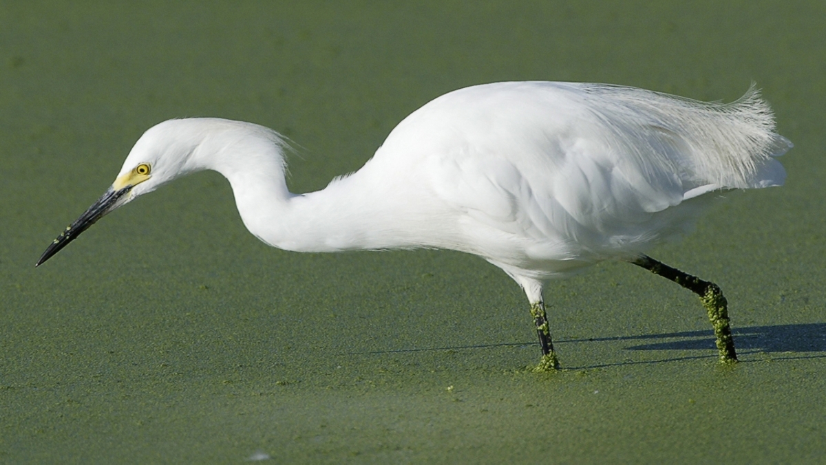 snowy egret
