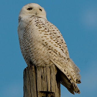 WABSnowyOwl-DWB.jpg