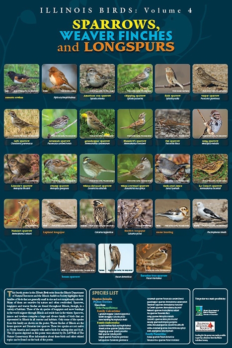 illinois sparrows poster front