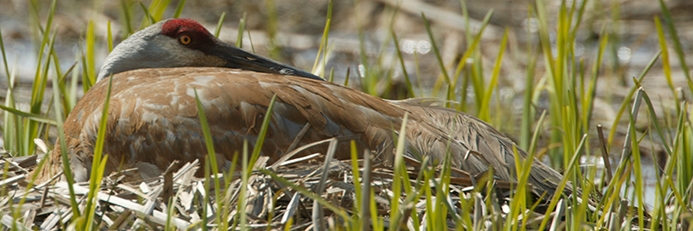 Species of Concern Top Image