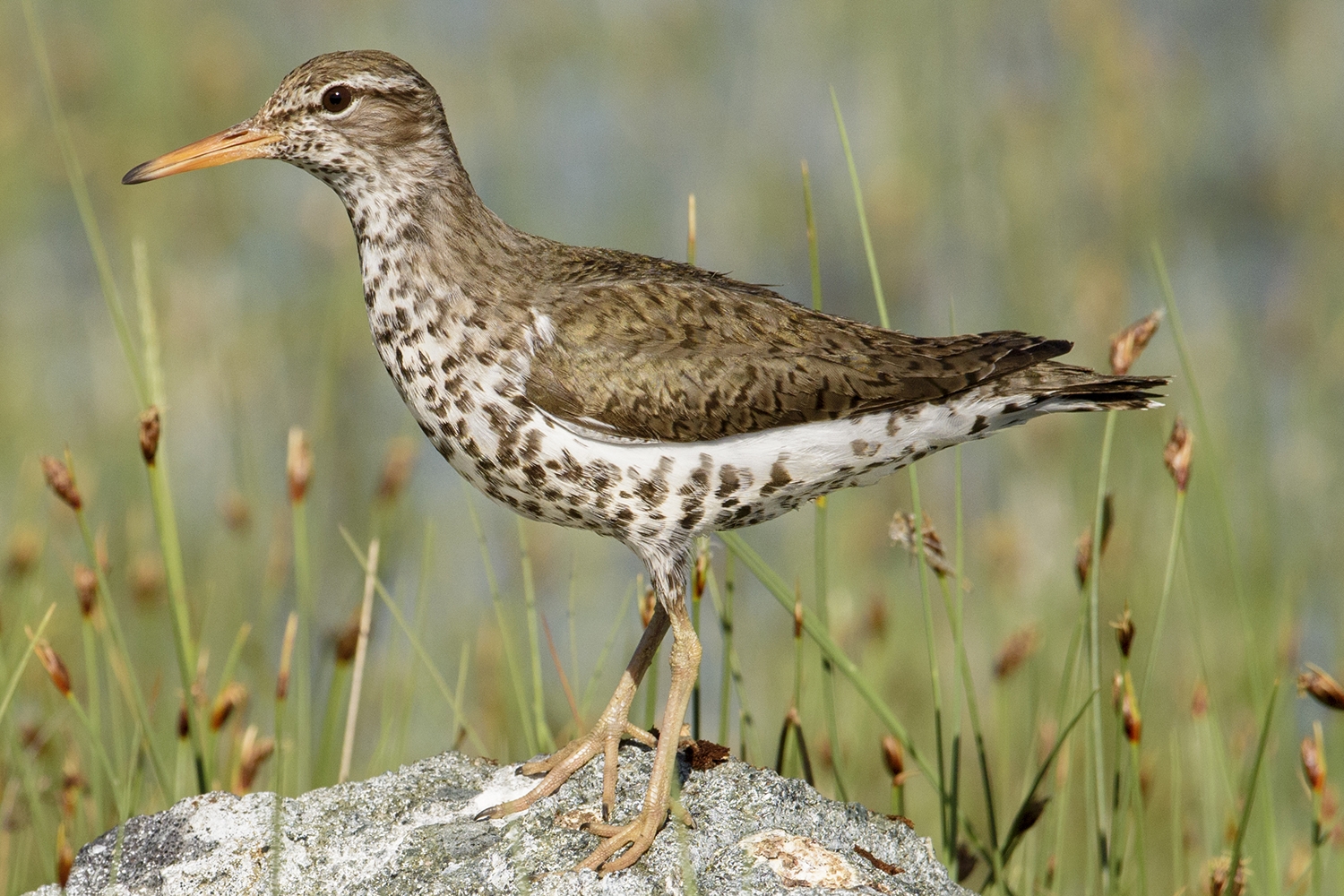 WABSpottedSandpiper-BT.jpg