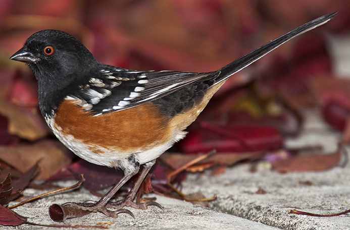 WABSpottedTowhee-RC.jpg