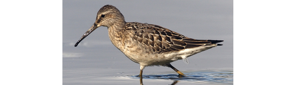 stilt sandpiper winter