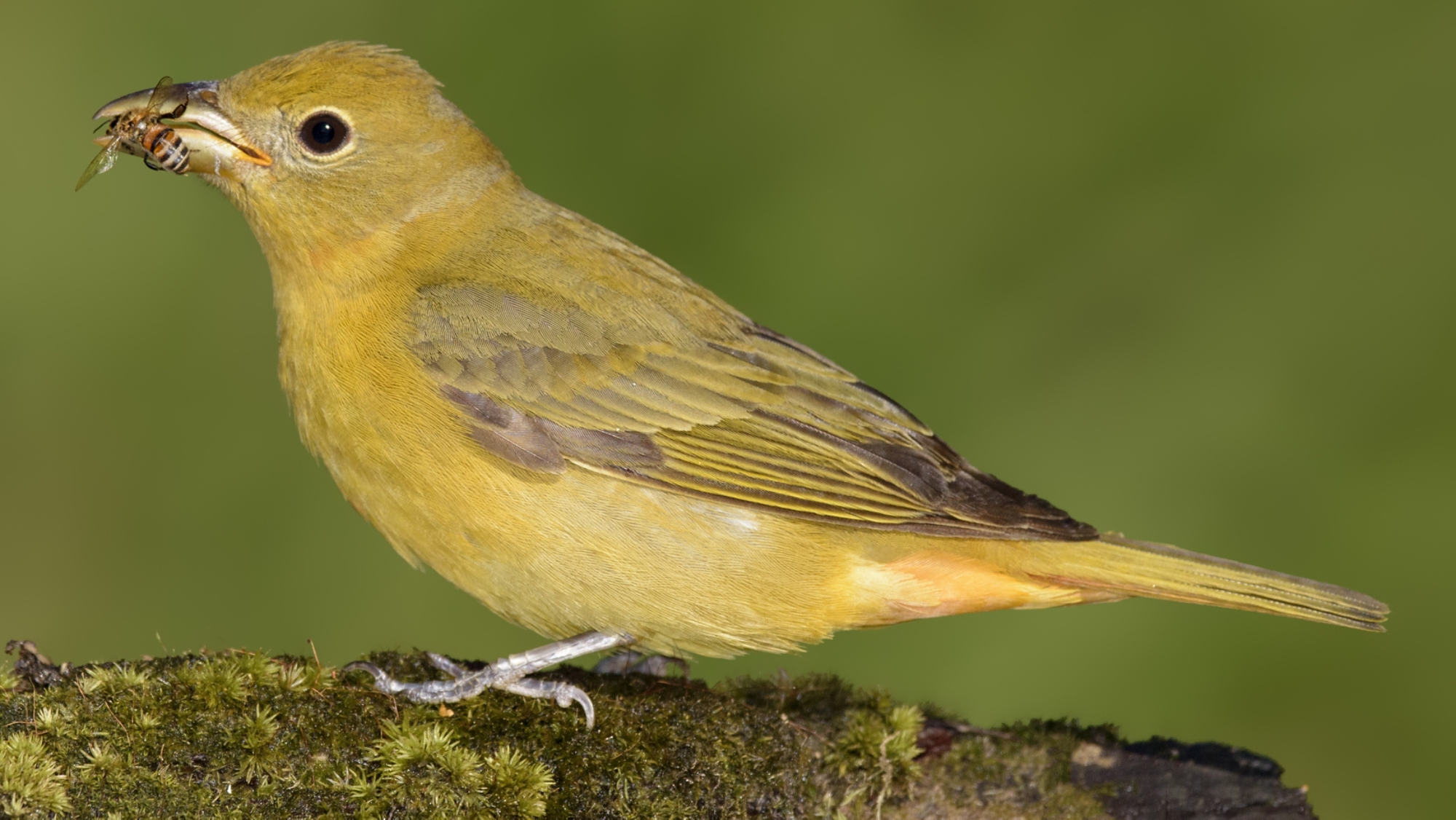 summer tanager female perched on a rock with an insect in her mouth