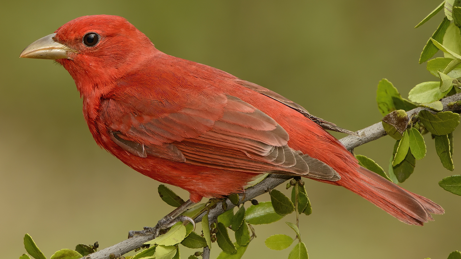 summer tanager male perched on a branch