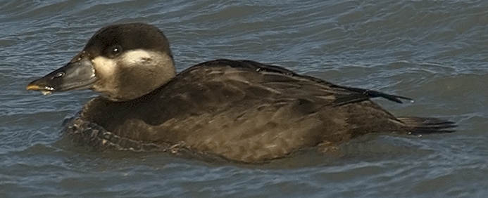 WABSurfScoterFemale-RC.jpg