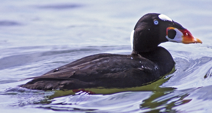 WABSurfScoterMale-RC.jpg