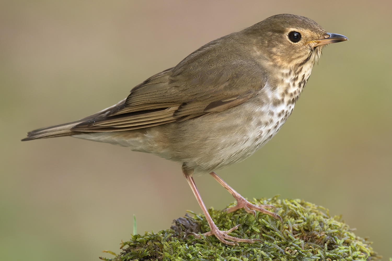 Swainson's thrush (Catharus ustulatus)