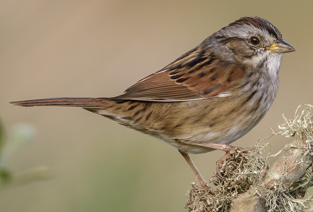 swamp sparrow (Melospiza georgiana) Photo © Alan Murphy Photography