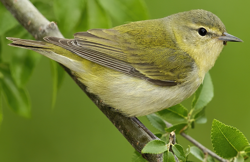 Tennessee warbler (Leiothlypis peregrina) [female]