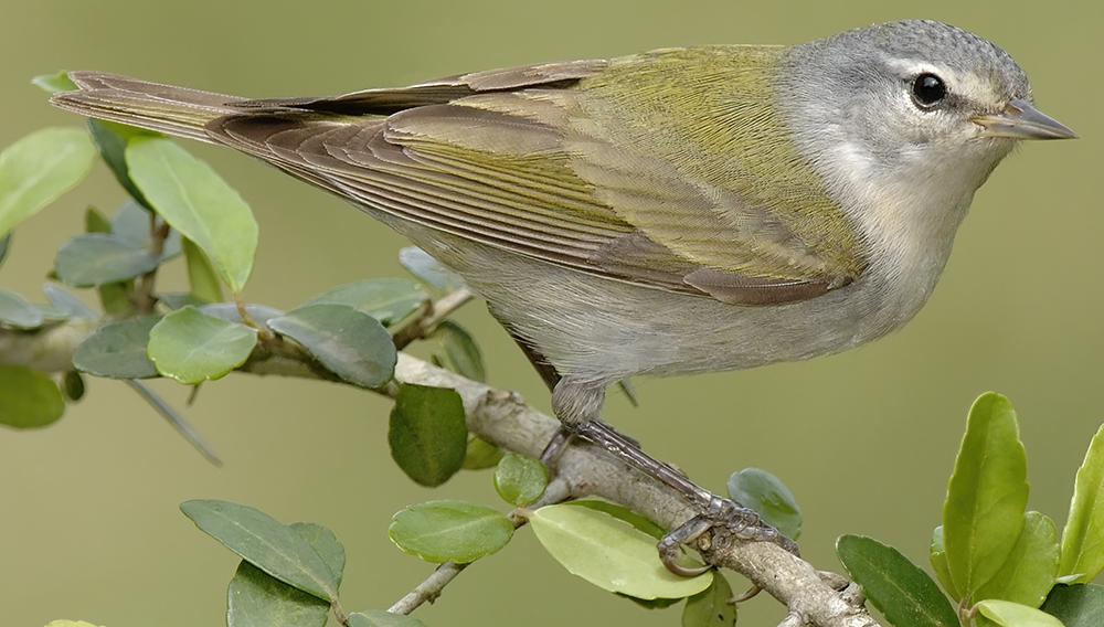 WABTennesseeWarbler-BT.jpg