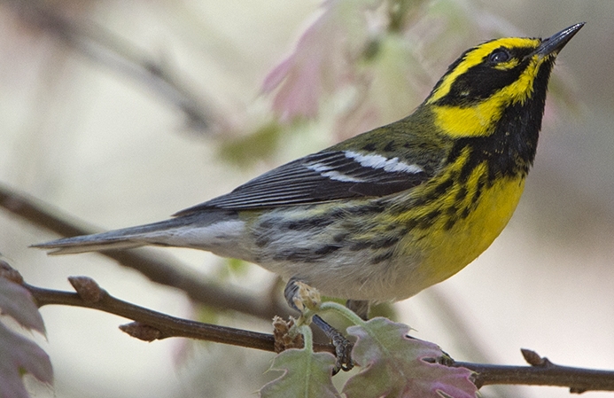 Townsend's warbler (Setophaga townsendi) Photo © Rob Curtis, The Early Birder