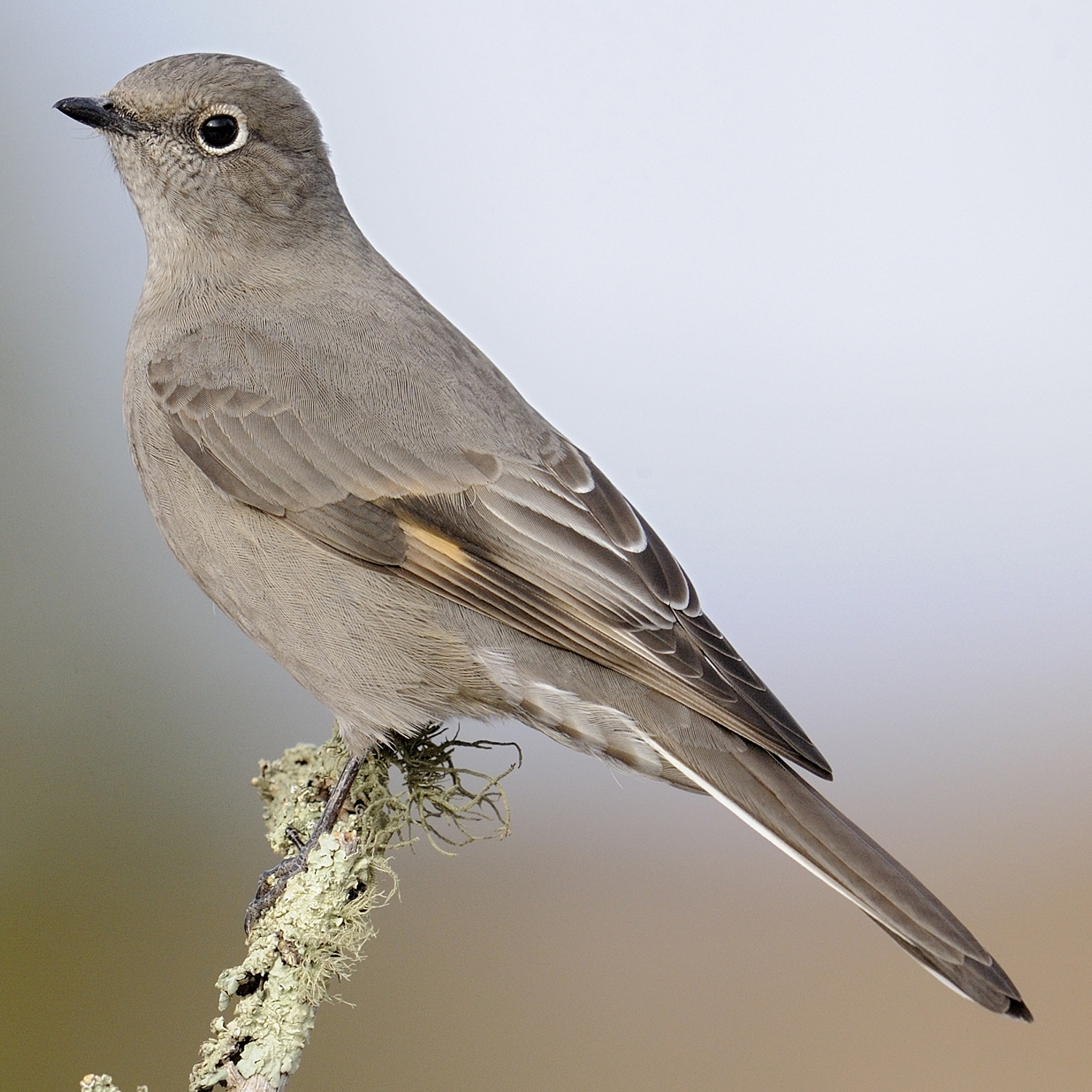 Townsend’s solitaire (Myadestes townsendi)