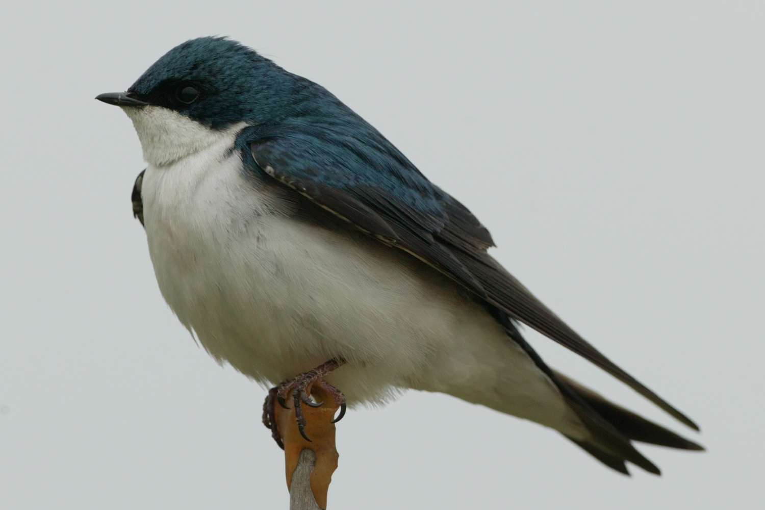tree swallow (Tachycineta bicolor)
