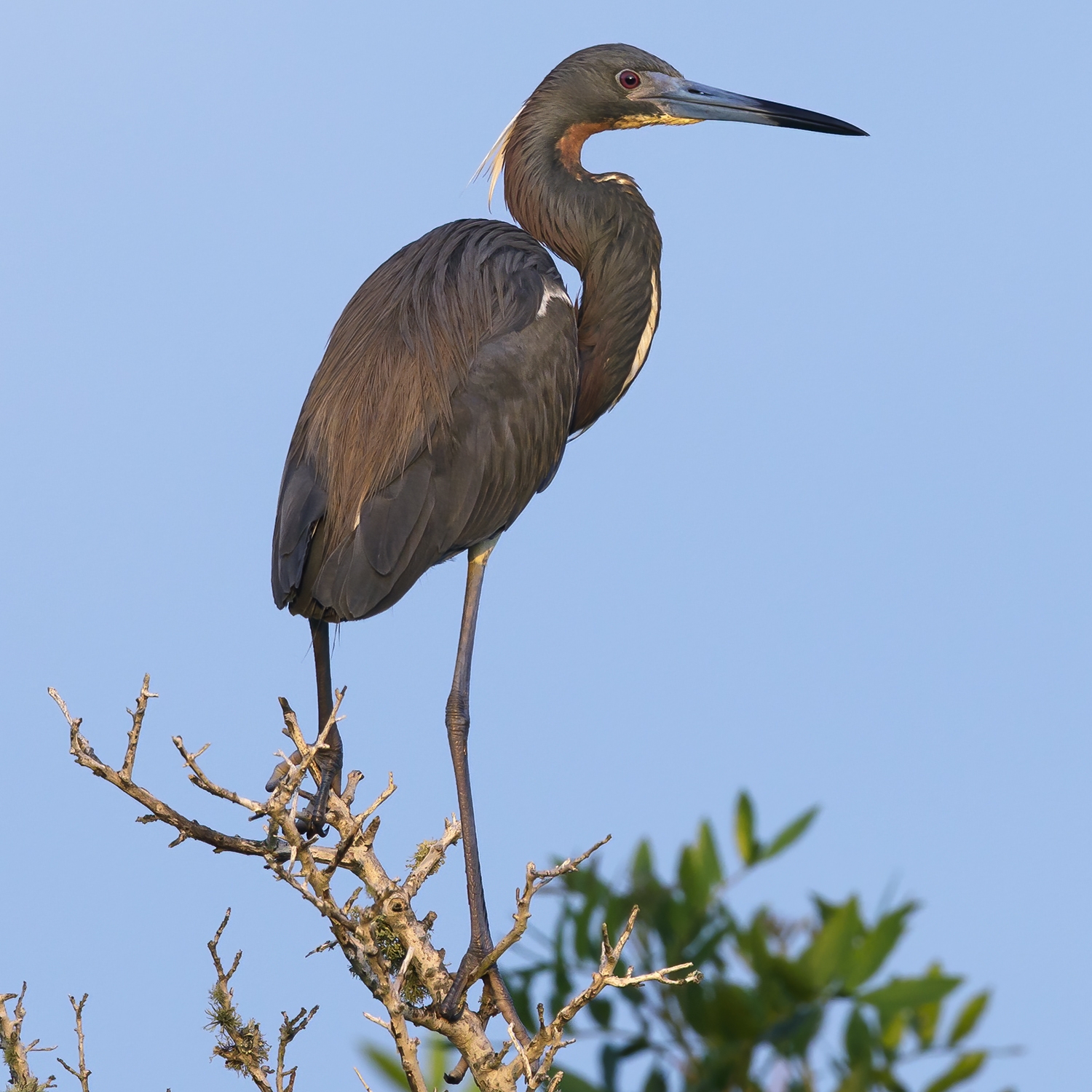 WABTricoloredHeron-BS.jpg