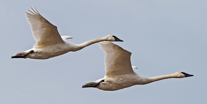 WABTrumpeterSwan-DWB.jpg