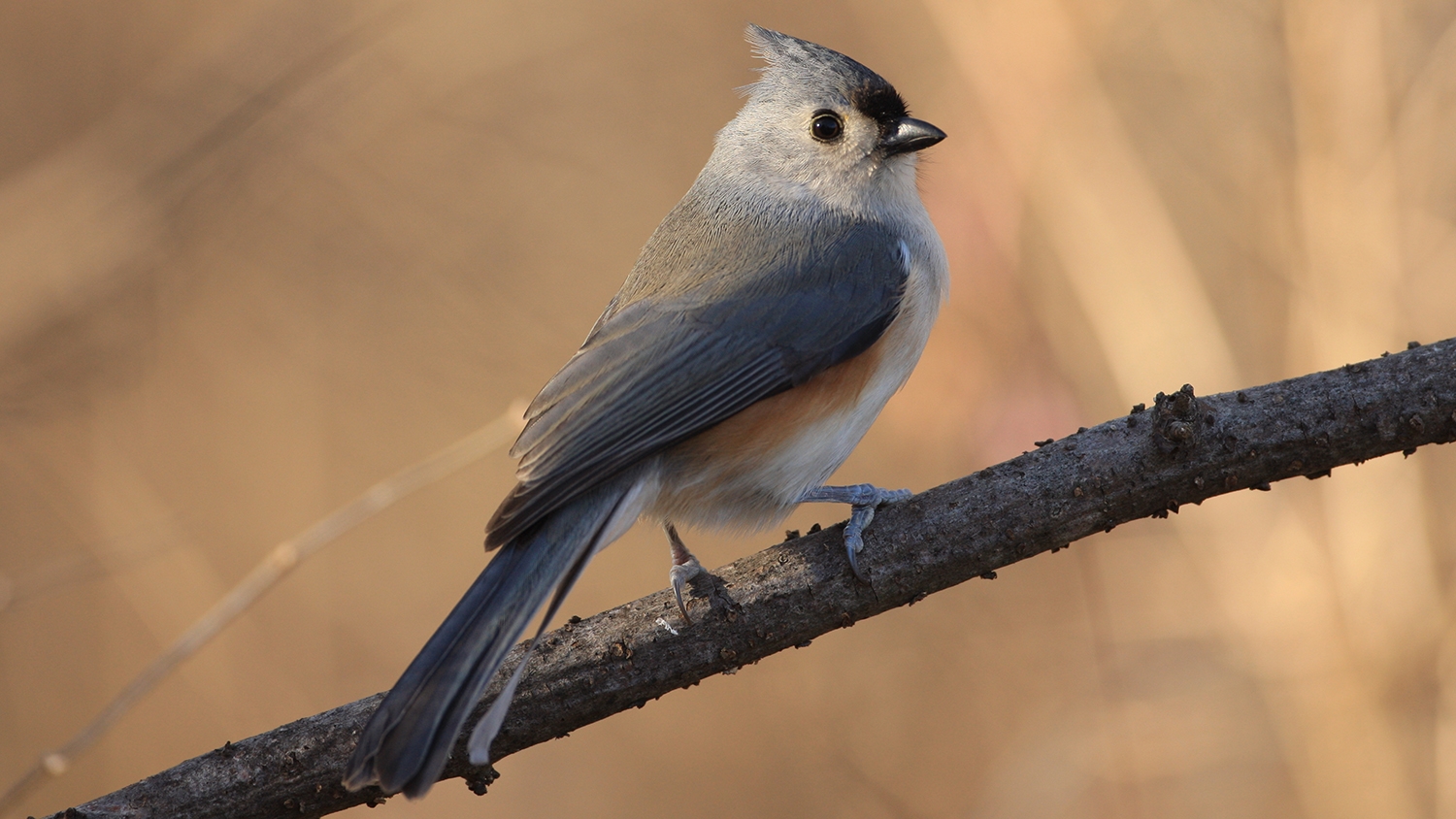 WABTuftedTitmouse-P5.jpeg