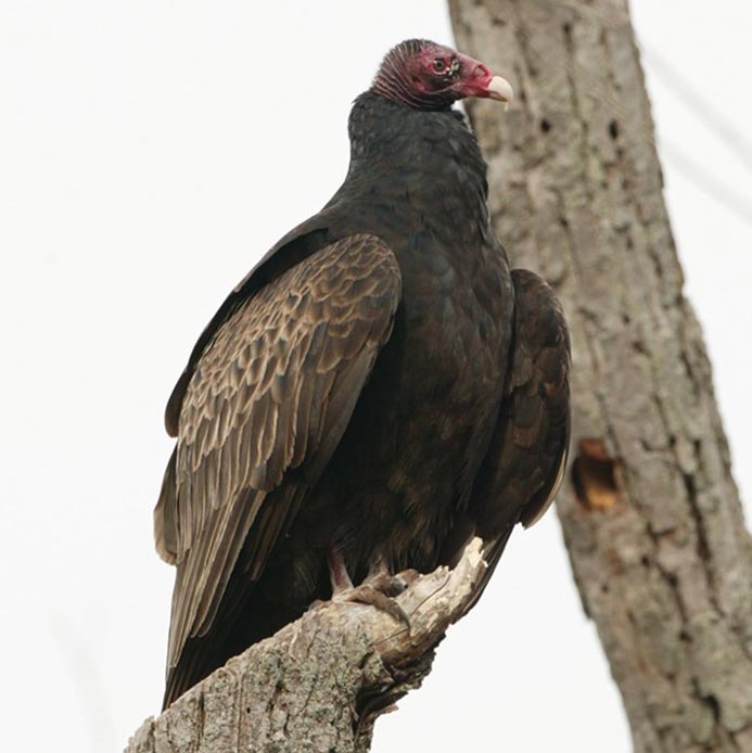 turkey vulture
