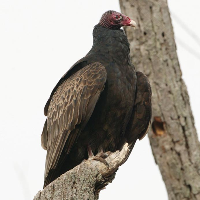 WABTurkeyVulture.jpg