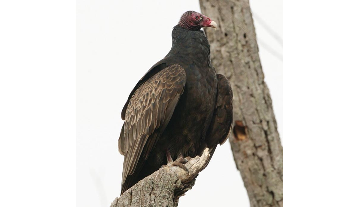 Spooky” Turkey Vultures Deserve Respect