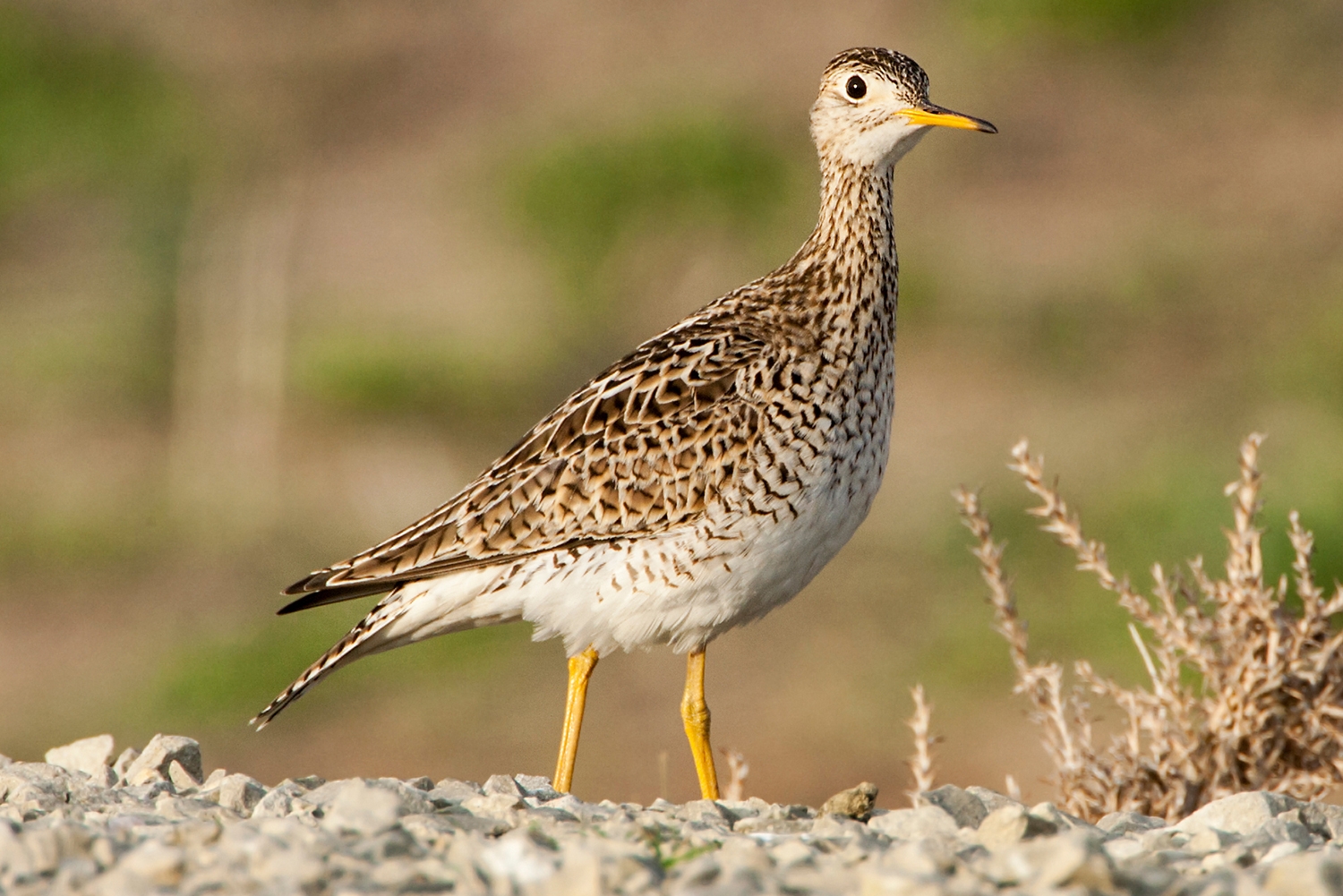 WABUplandSandpiper-MKR.jpg