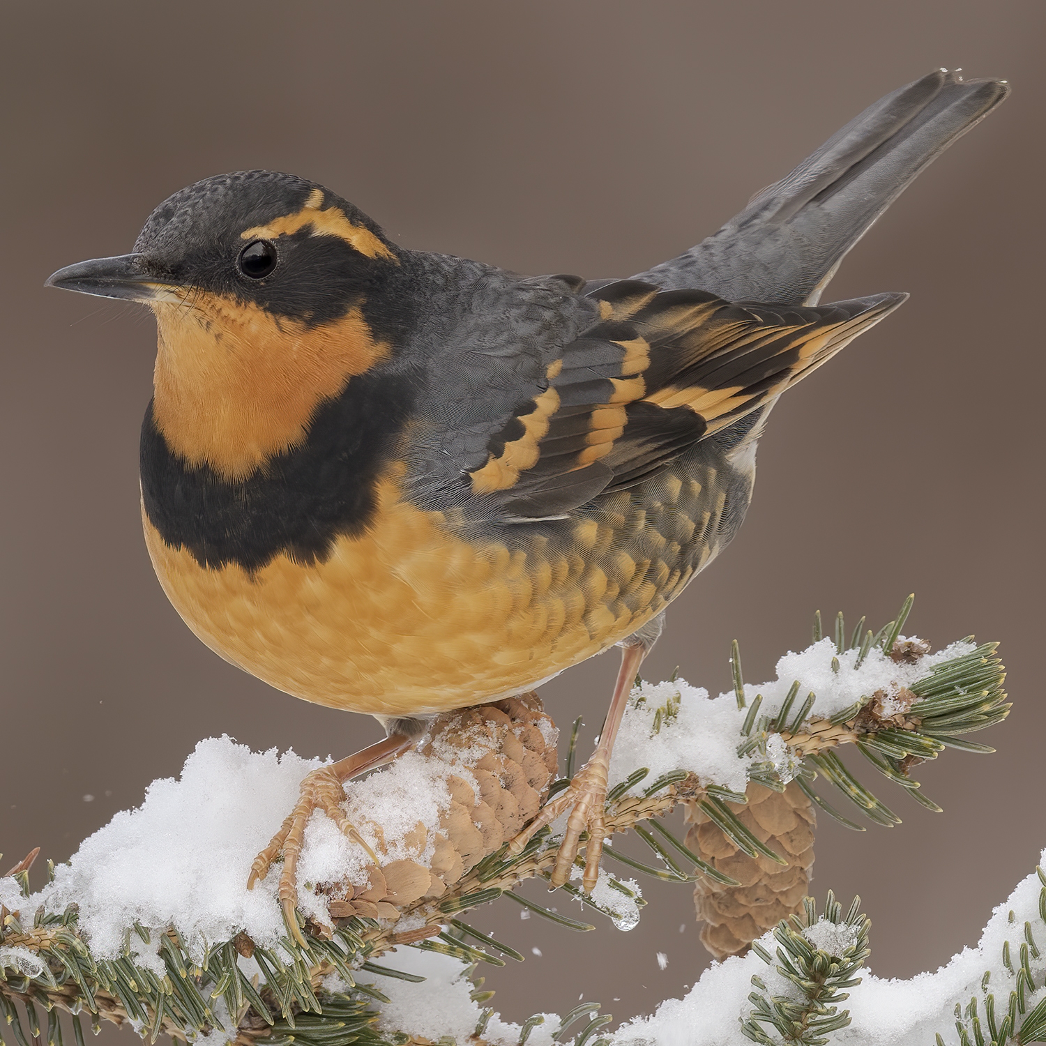 varied thrush perched on a snow-covered pinecone