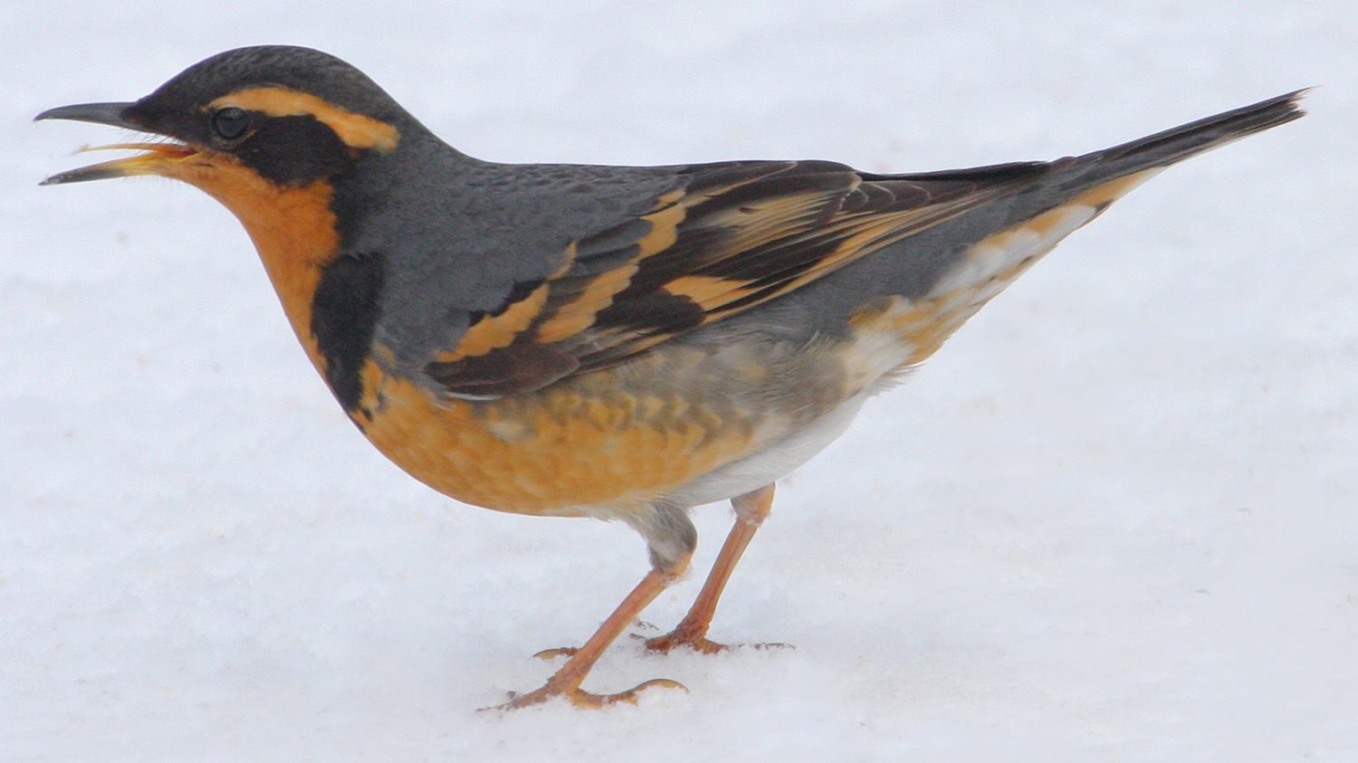 WABVariedThrush-BT.jpg