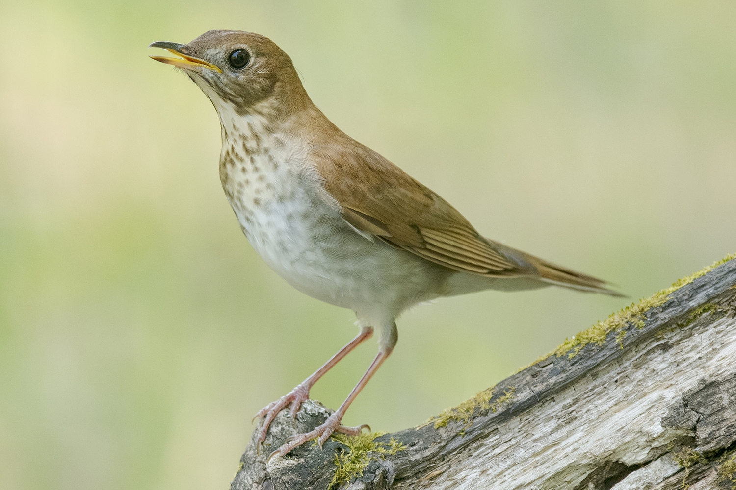 veery (Catharus fuscescens)