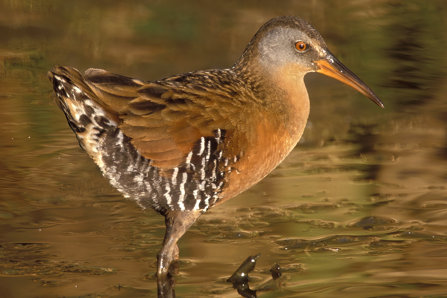 Virginia rail wading