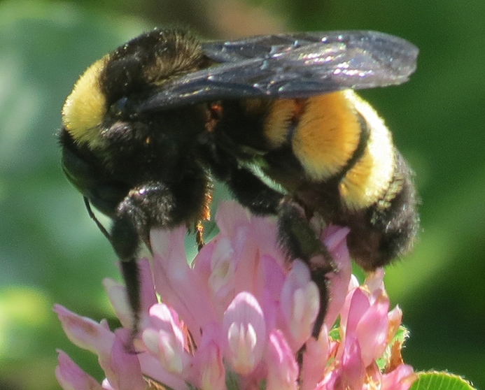 WABWAmericanBumbleBee-BW.jpg