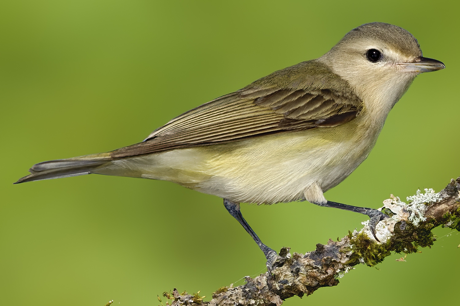 warbling vireo perched on a branch