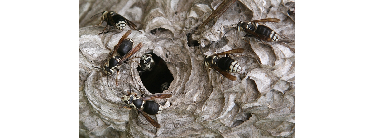 White deals faced hornet