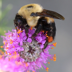 bumble bee on a flower