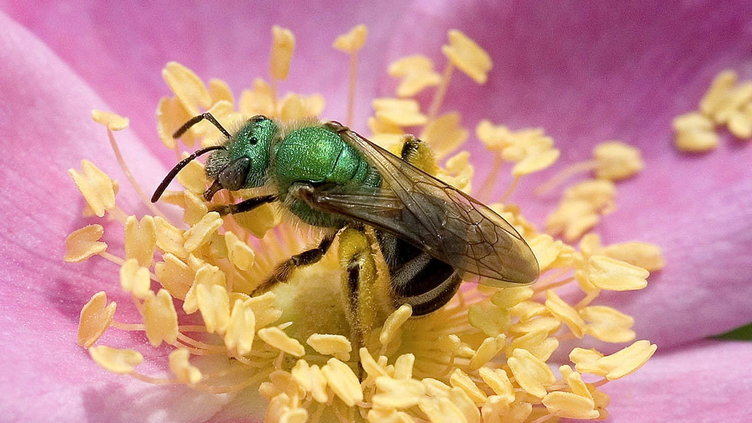 bicolored striped sweat bee on Arkansas rose. 