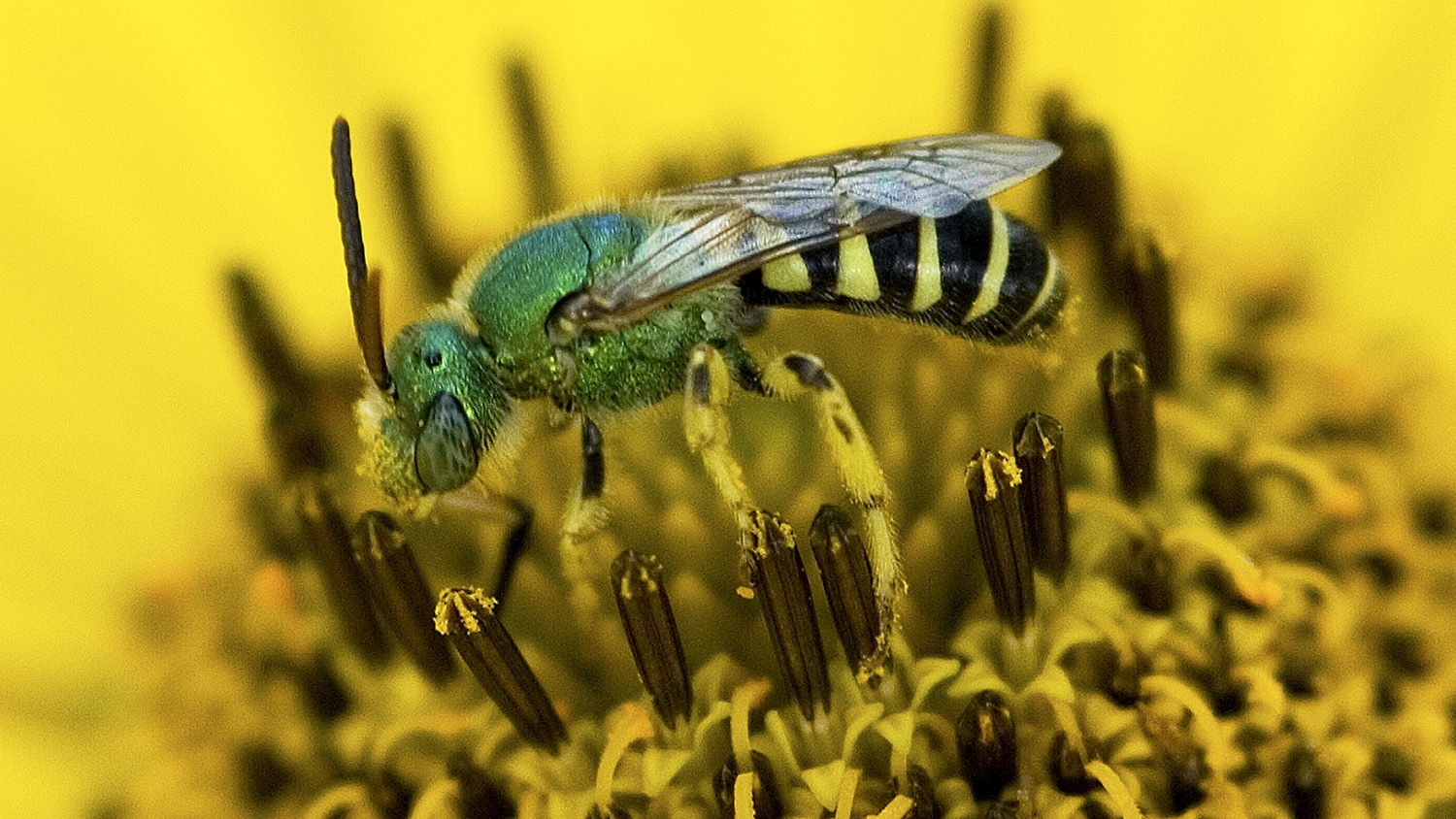 bicolored striped sweat bee on false sunflower (Heliopsis helianthoides). 