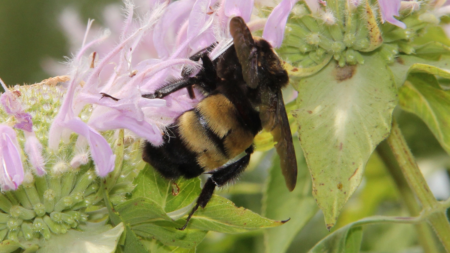 black and gold bumble bee