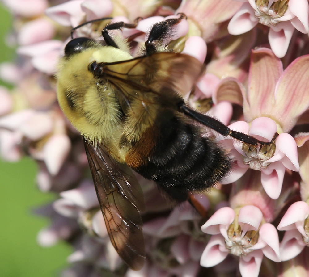 brown-belted bumble bee (Bombus griseocollis)