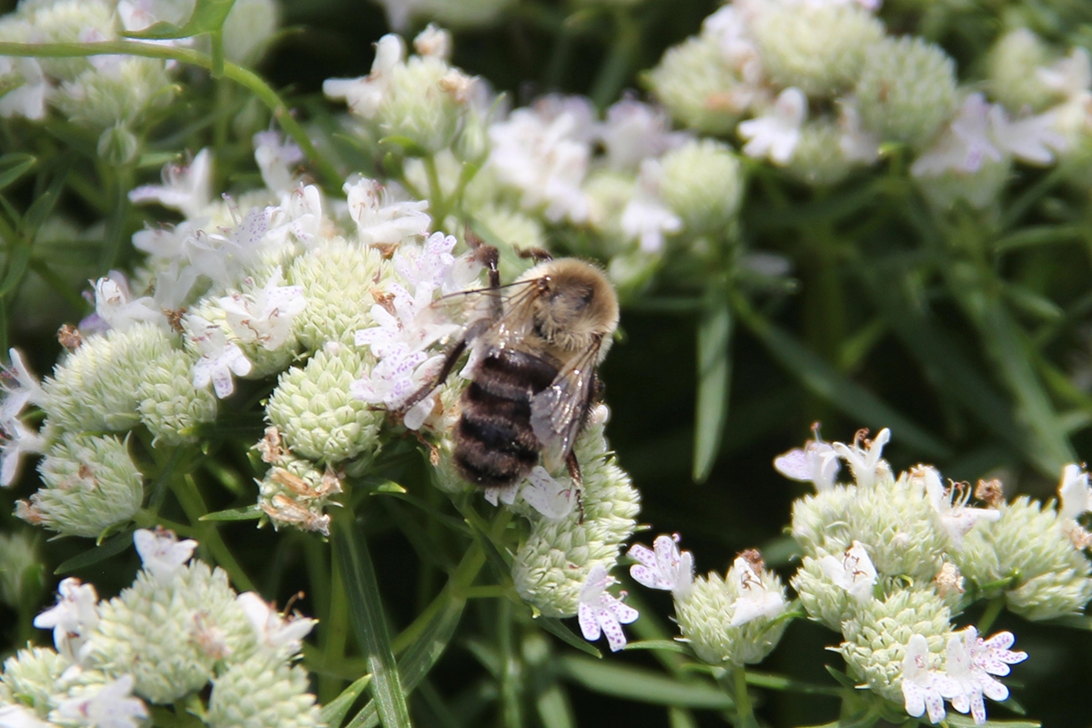 WABWCommonEasternBumbleBee.JPG