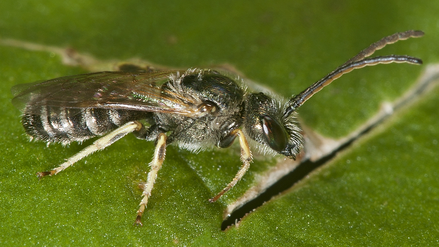 Halictus (Seladonia) confusus  CONFUSING FURROW BEE