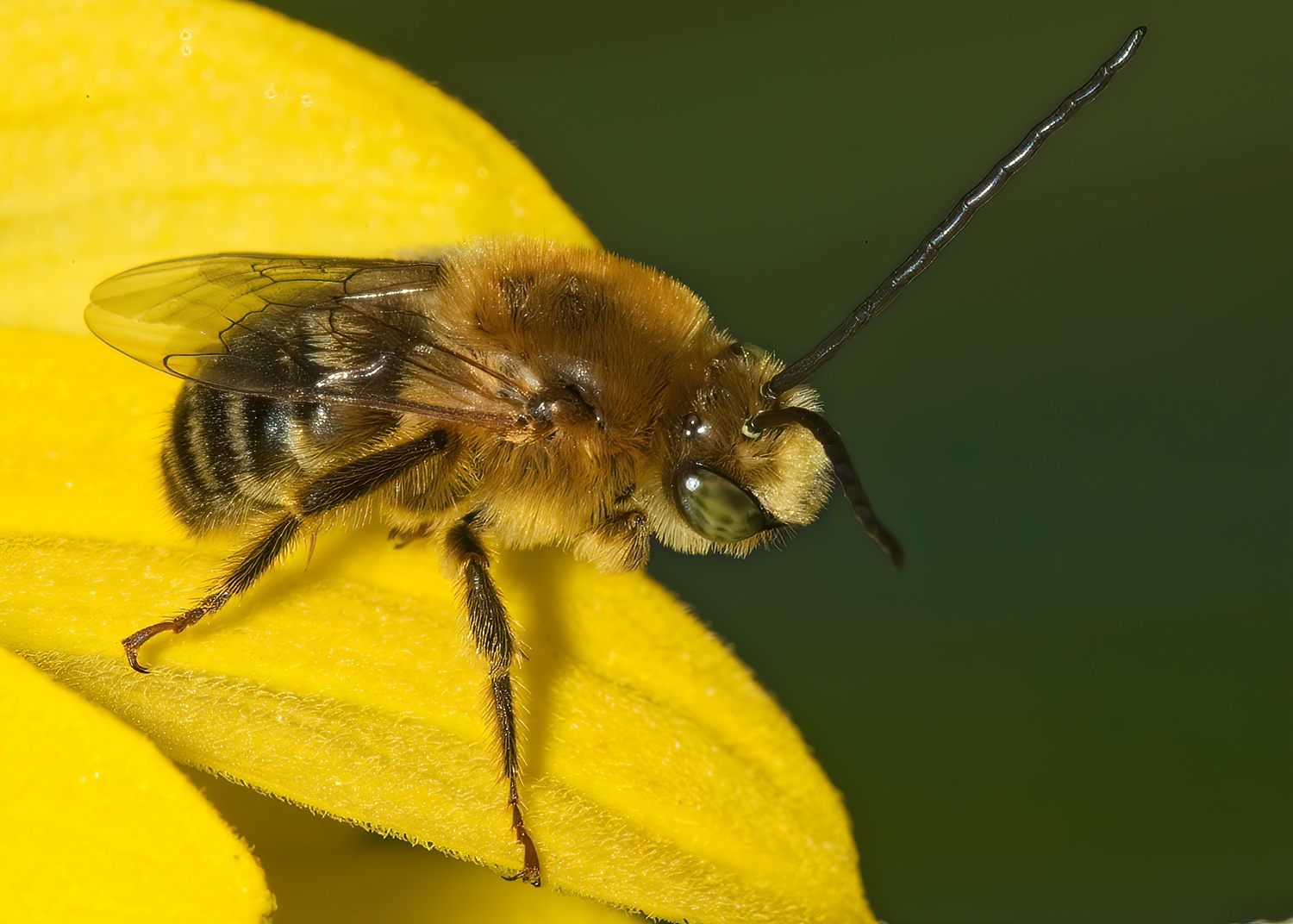 Melissodes (Eumelissodes) trinodis  LONG-HORNED BEE