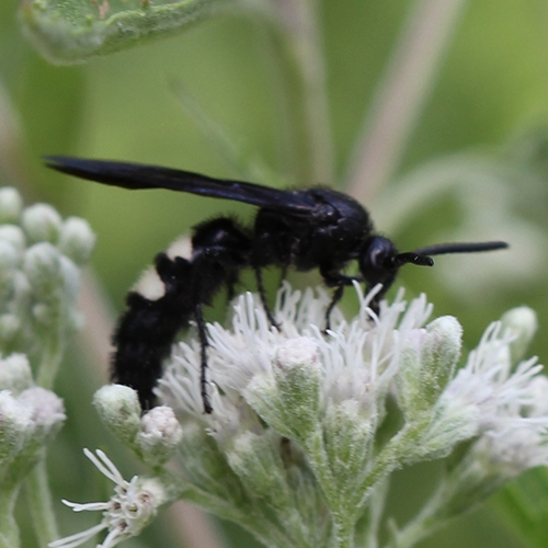 double-banded scoliid wasp (Scolia bicincta)