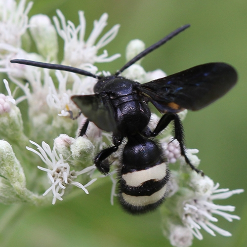 double-banded scoliid wasp (Scolia bicincta)