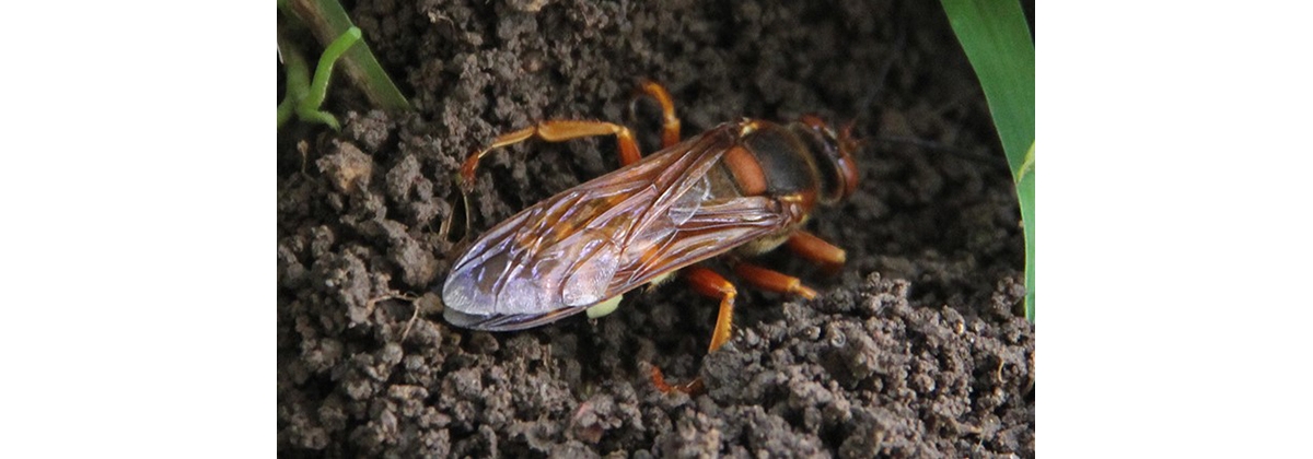 cicada hunter wasp