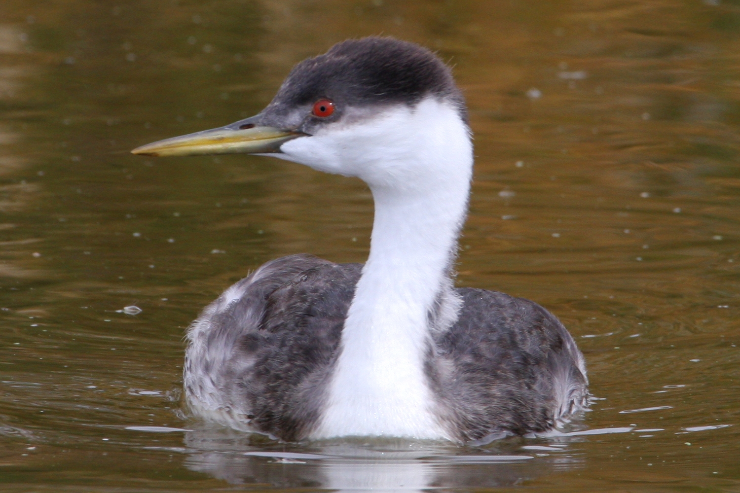 WABWesternGrebe-BT.jpg