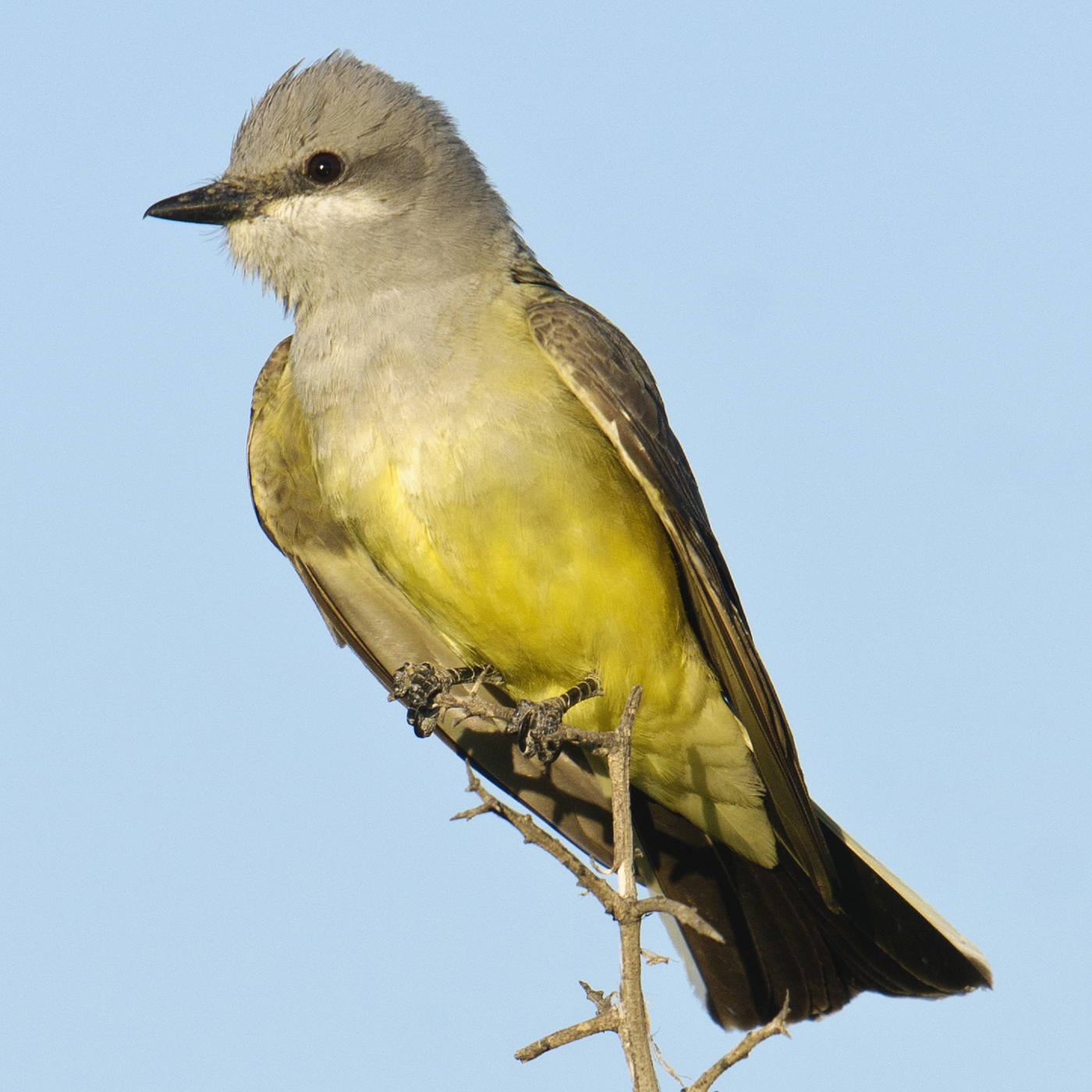 western kingbird (Tyrannus verticalis)
