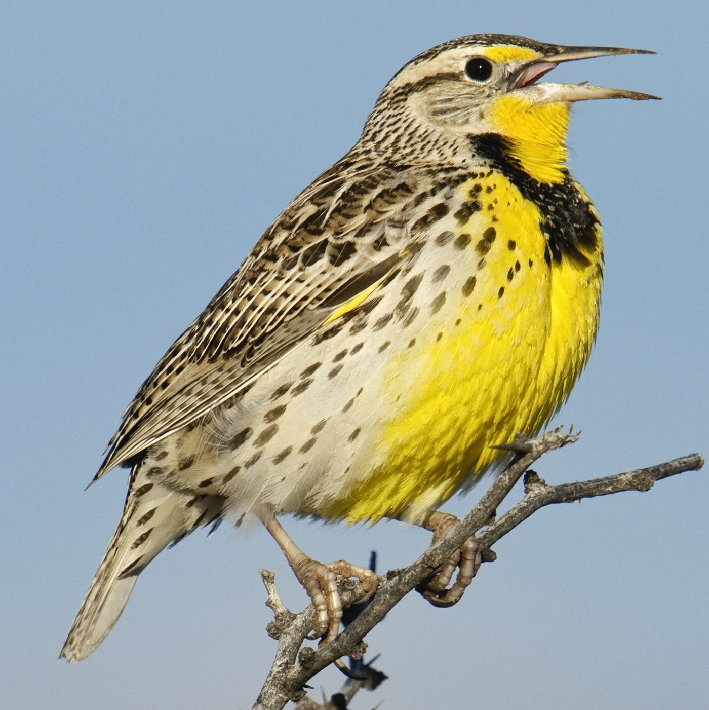 western meadowlark (Sturnella neglecta)