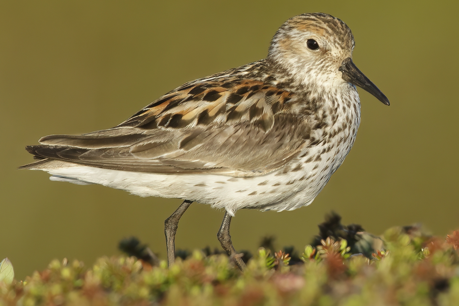 western sandpiper02.jpg